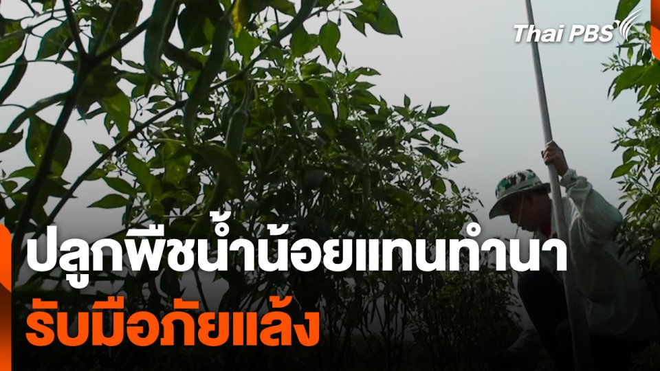 ปลูกพืชน้ำน้อยแทนทำนา รับมือภัยแล้ง