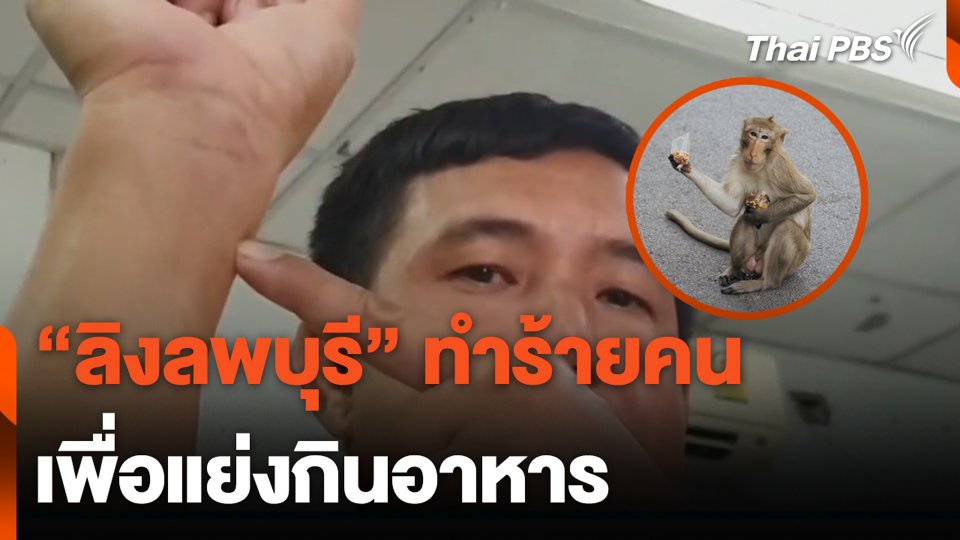 "ลิงลพบุรี" ทำร้ายคนเพื่อแย่งกินอาหาร