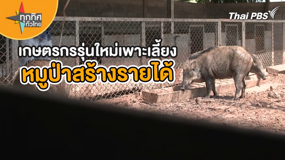 เกษตรกรรุ่นใหม่เพาะเลี้ยงหมูป่าสร้างรายได้
