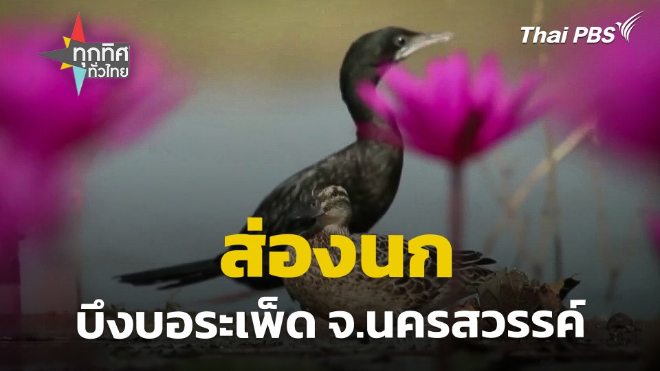 ส่องนกบึงบอระเพ็ด จ.นครสวรรค์