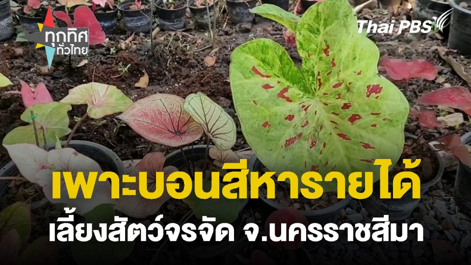 เพาะบอนสีหารายได้เลี้ยงสัตว์จรจัด จ.นครราชสีมา