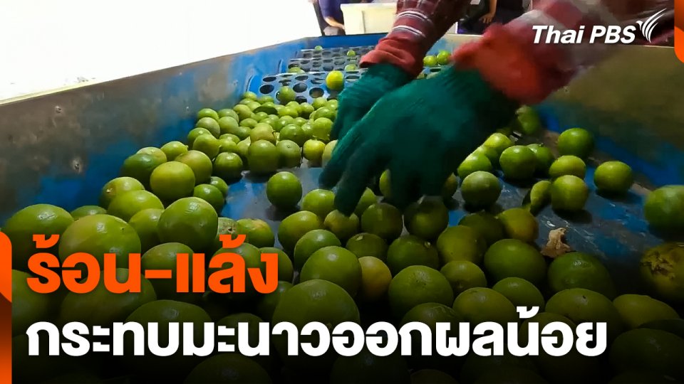ร้อน-แล้ง กระทบ "มะนาว" ออกผลน้อย