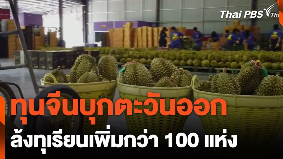 ทุนจีนบุกตะวันออก ล้งทุเรียนเพิ่มกว่า 100 แห่ง