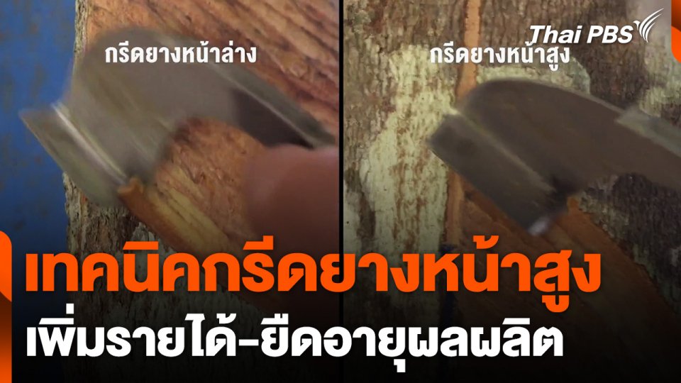 เทคนิคกรีดยางหน้าสูงเพิ่มรายได้-ยืดอายุให้ผลผลิต