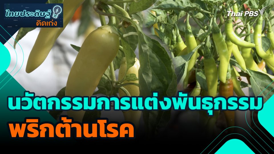 ไทยประดิษฐ์คิดเก่ง : นวัตกรรมการแต่งพันธุกรรมพริกต้านโรค