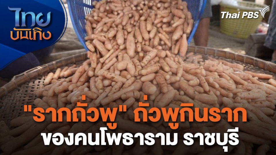 อิ่มมนต์รส : "รากถั่วพู" ถั่วพูกินรากของคนโพธาราม ราชบุรี