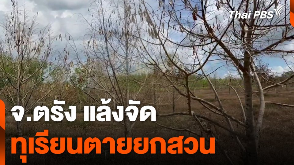 ตรังแล้งจัดทุเรียนตายยกสวน