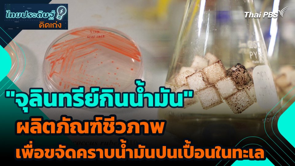 ไทยประดิษฐ์คิดเก่ง : "จุลินทรีย์กินน้ำมัน" ผลิตภัณฑ์ชีวภาพเพื่อขจัดคราบน้ำมันปนเปื้อนในทะเล
