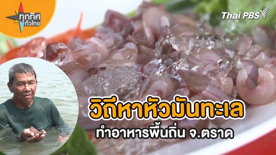 วิถีหาหัวมันทะเลทำอาหารพื้นถิ่น จ.ตราด