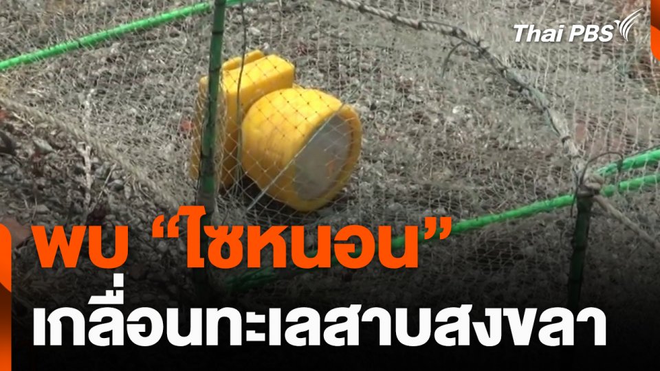 พบ "ไซหนอน" เกลื่อนทะเลสาบสงขลา