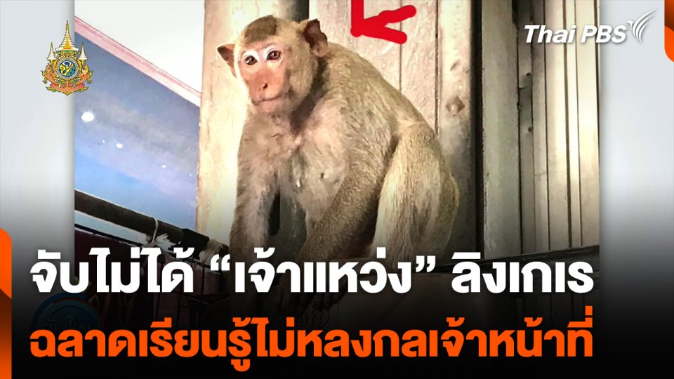 จับไม่ได้ “เจ้าแหว่ง” ลิงเกเร ฉลาดเรียนรู้ไม่หลงกลเจ้าหน้าที่