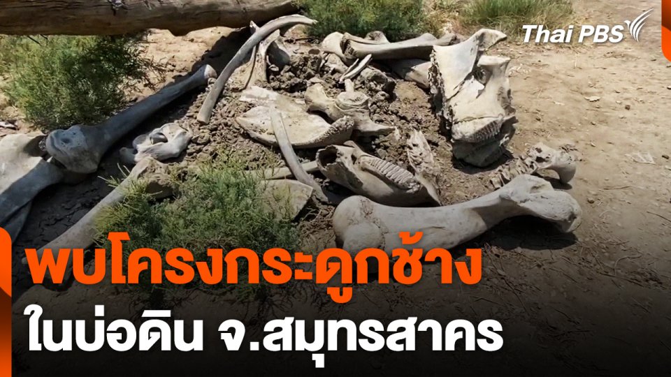 พบโครงกระดูกช้างในบ่อดิน จ.สมุทรสาคร