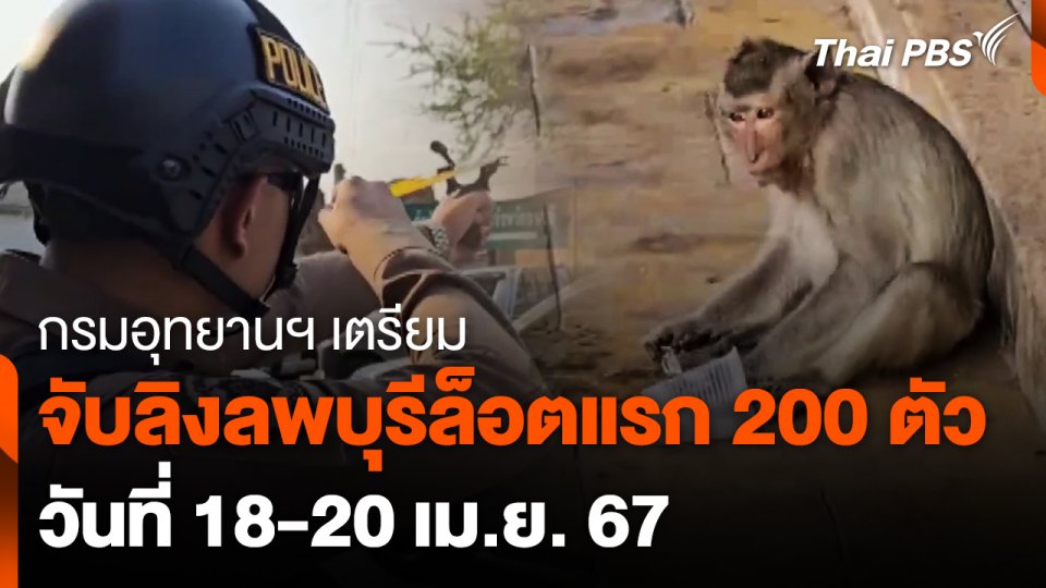 เตรียมจับลิงลพบุรีล็อตแรก 200 ตัว 18-20 เม.ย.นี้