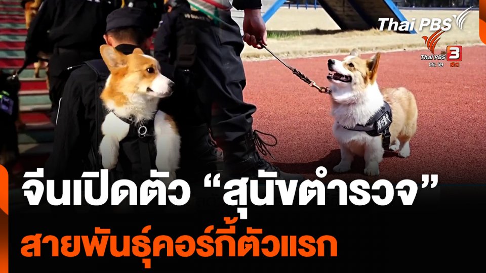 จีนเปิดตัว “สุนัขตำรวจ” สายพันธุ์คอร์กี้ตัวแรก