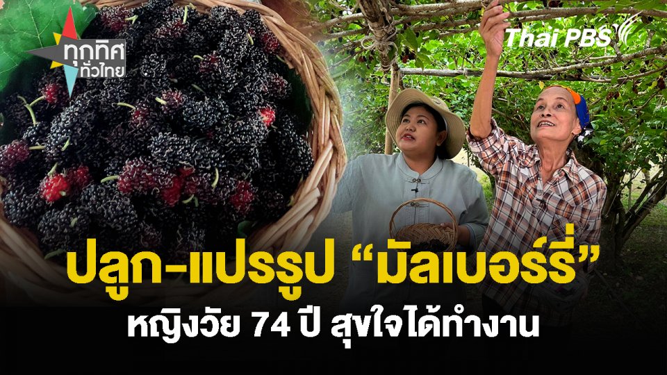 ปลูก-แปรรูป “มัลเบอร์รี่” หญิงวัย 74 ปี สุขใจได้ทำงาน
