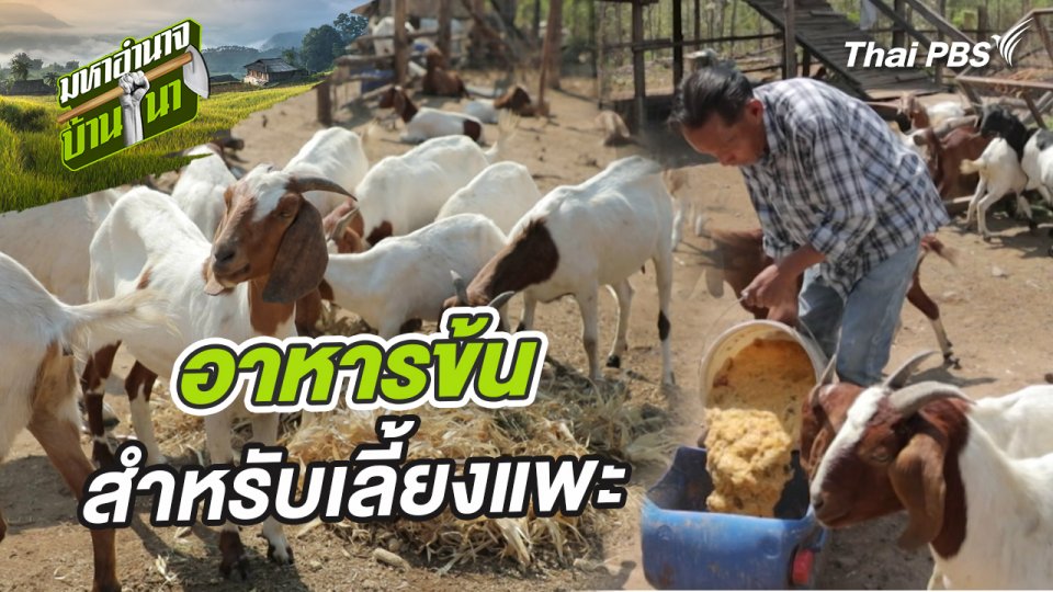 สูตรลับฉบับบ้านนา : อาหารข้นสำหรับเลี้ยงแพะ