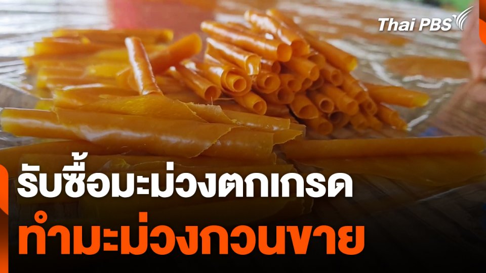 รับซื้อมะม่วงตกเกรด ทำมะม่วงกวนขาย