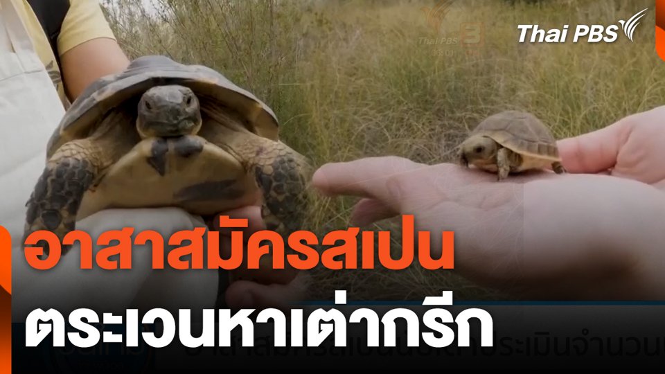 อาสาสมัครสเปน ตระเวนหาเต่ากรีก