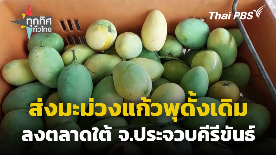 ส่งมะม่วงแก้วพุดั้งเดิมลงตลาดใต้ จ.ประจวบคีรีขันธ์