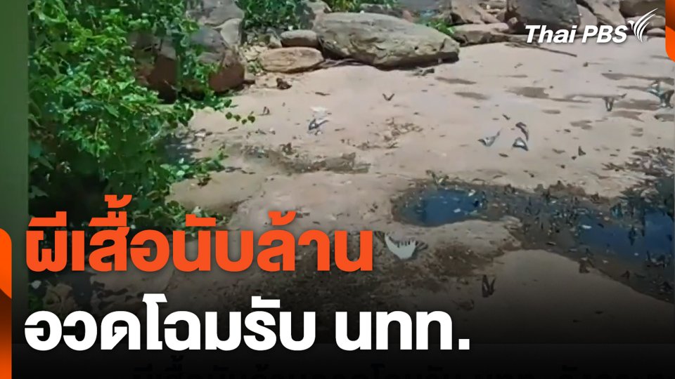 ผีเสื้อนับล้าน อวดโฉมรับนักท่องเที่ยว