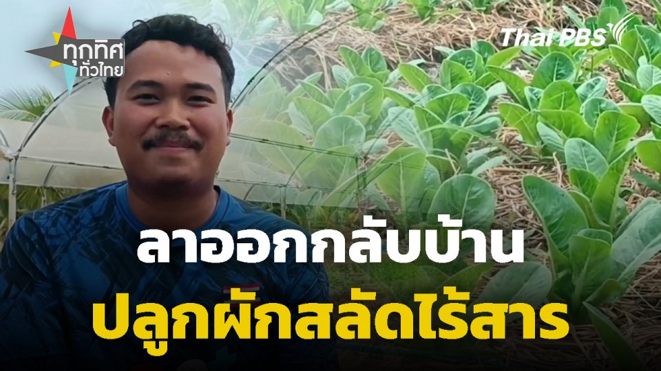ลาออกกลับบ้านปลูกผักสลัดไร้สาร จ.นครราชสีมา