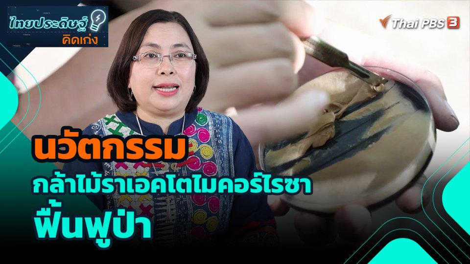 ​ไทยประดิษฐ์คิดเก่ง : นวัตกรรมกล้าไม้ราเอคโตไมคอร์ไรซาฟื้นฟูป่า