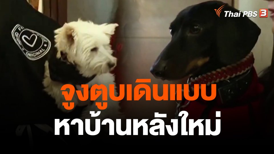 จูงตูบเดินแบบหาบ้านหลังใหม่