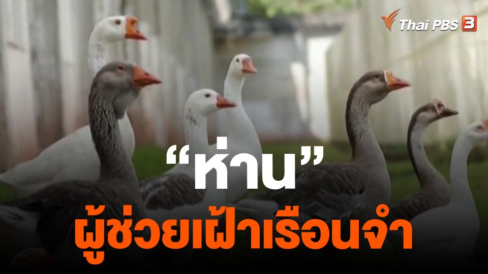 "ห่าน" ผู้ช่วยเฝ้าเรือนจำ