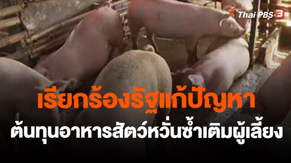 จับสัญญาณเศรษฐกิจ : เรียกร้องรัฐแก้ปัญหาต้นทุนอาหารสัตว์หวั่นซ้ำเติมผู้เลี้ยง