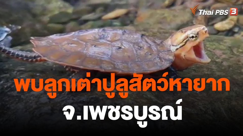 พบลูกเต่าปูลูสัตว์หายาก จ.เพชรบูรณ์