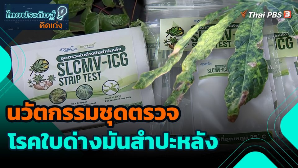 ไทยประดิษฐ์คิดเก่ง : นวัตกรรมชุดตรวจโรคใบด่างมันสำปะหลัง