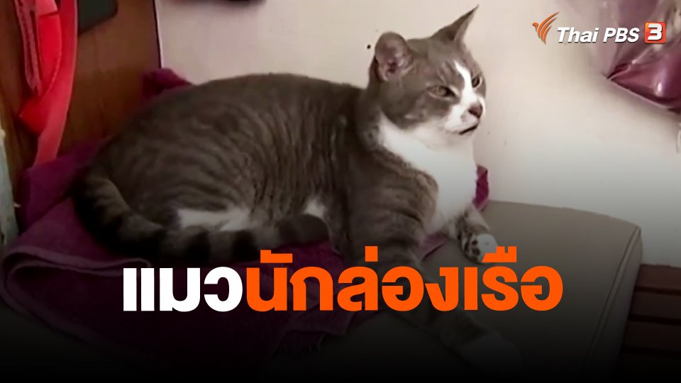 แมวนักล่องเรือ