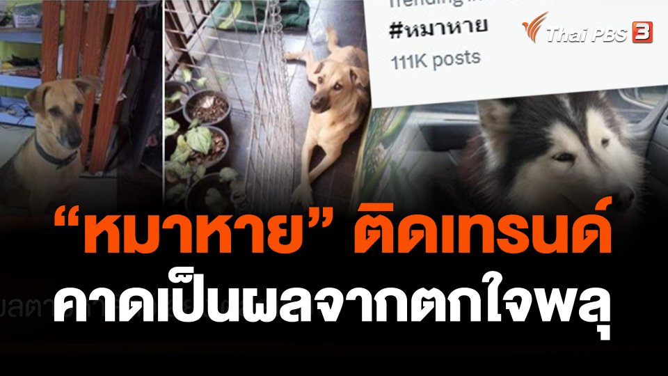 #หมาหาย ติดเทรนด์ คาดเป็นผลจากตกใจพลุ