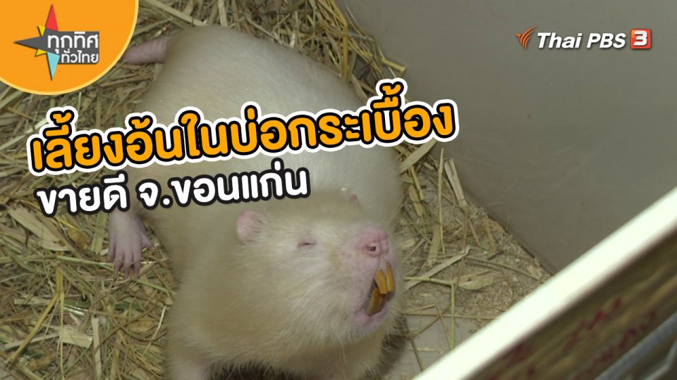 ​อาชีพทั่วไทย : เลี้ยงอ้นในบ่อกระเบื้องขายดี จ.ขอนแก่น