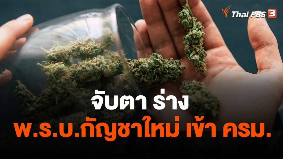 จับตา ร่าง พ.ร.บ.กัญชาใหม่ เข้า ครม.