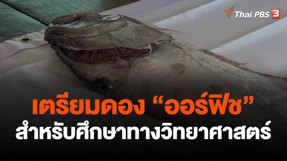 เตรียมดอง "ออร์ฟิช" สำหรับศึกษาทางวิทยาศาสตร์