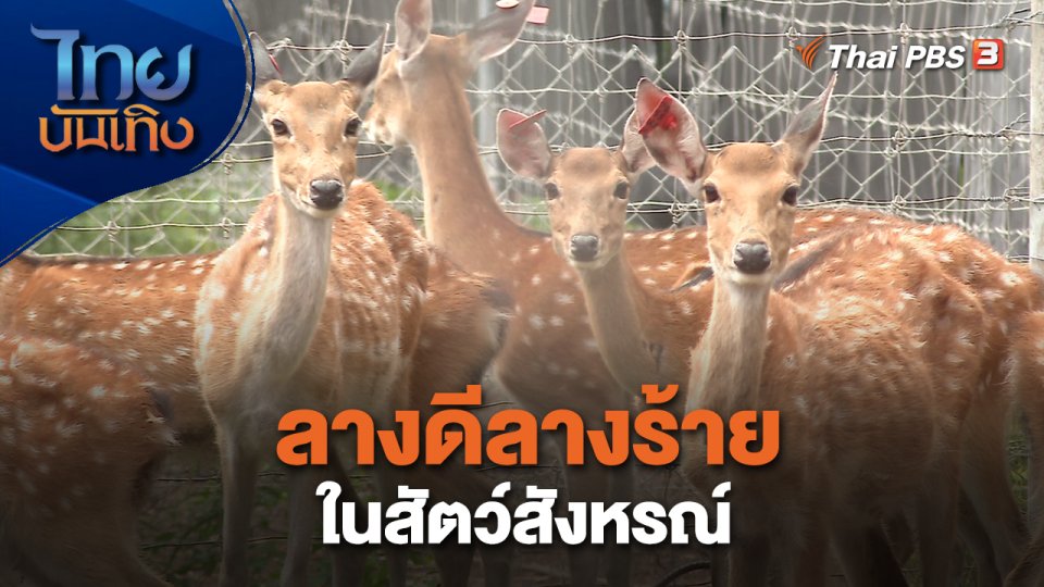เรื่องนี้มีตำนาน : ลางดีลางร้ายในสัตว์สังหรณ์