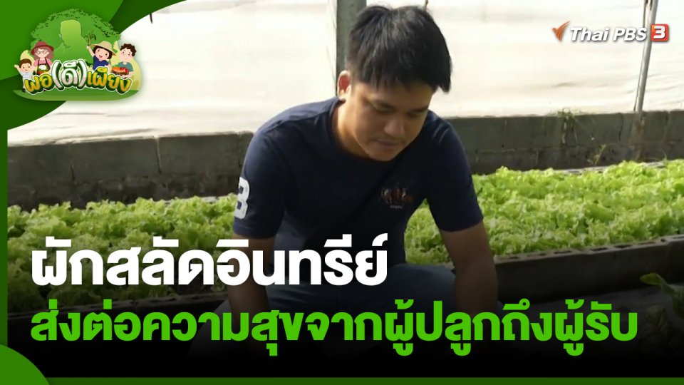 ​พอดีพอเพียง : ผักสลัดอินทรีย์ ส่งต่อความสุขจากผู้ปลูกถึงผู้รับ