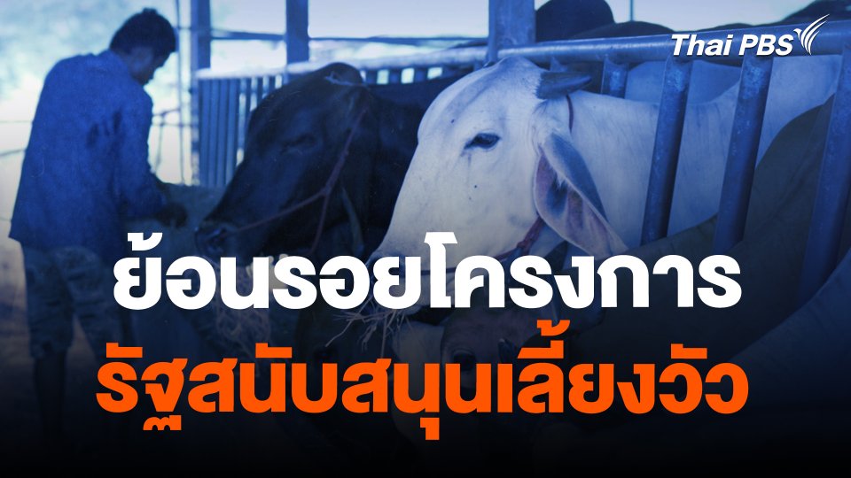 ย้อนรอยโครงการรัฐสนับสนุนเลี้ยงวัว