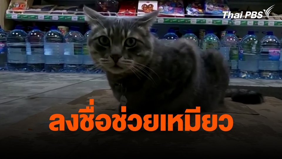 ลงชื่อช่วยเหมียว