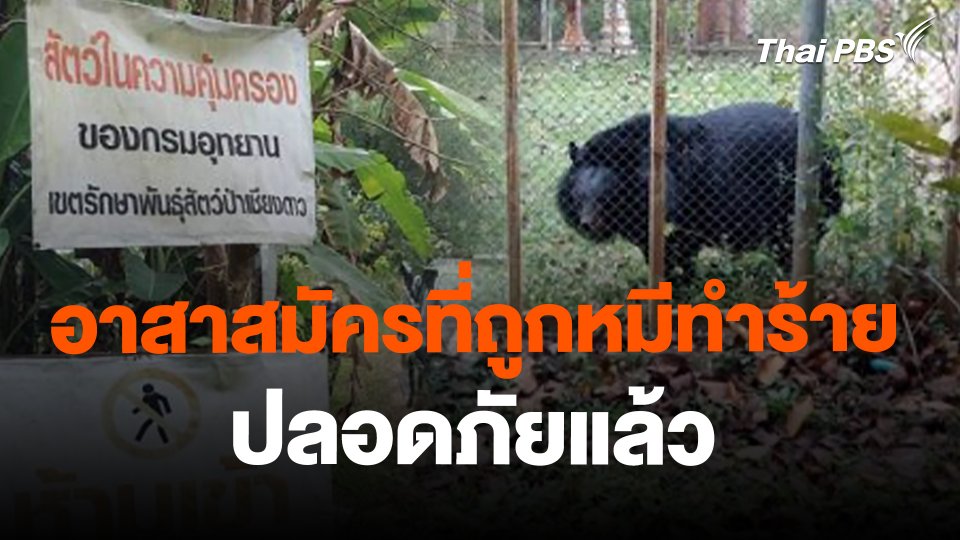 อาสาสมัครที่ถูกหมีทำร้าย ปลอดภัยแล้ว