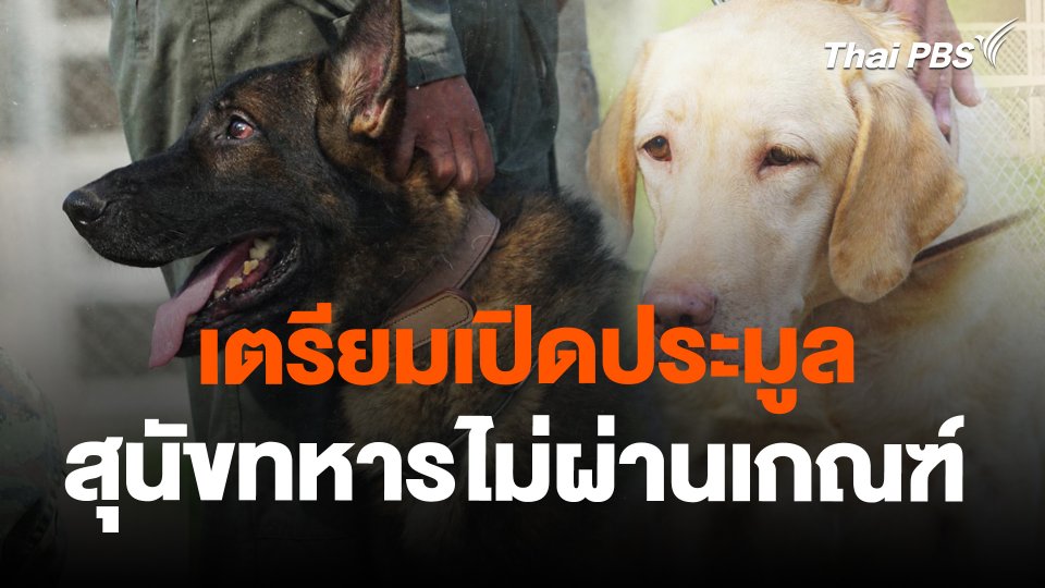 เตรียมเปิดประมูลสุนัขทหารไม่ผ่านเกณฑ์