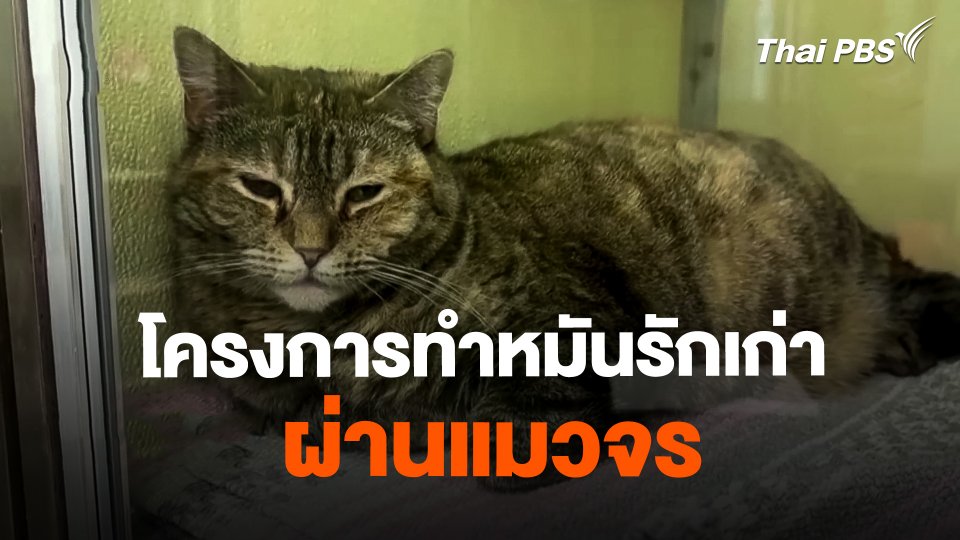 โครงการทำหมันรักเก่าผ่านแมวจร ที่สหรัฐอเมริกา