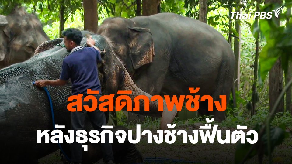 สวัสดิภาพช้าง หลังธุรกิจปางช้างฟื้นตัว