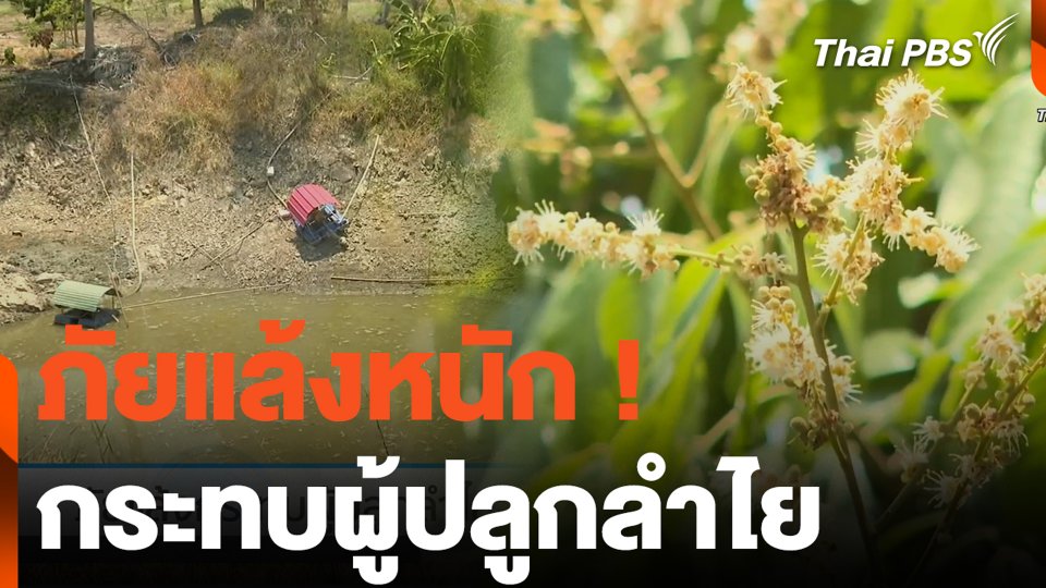 ภัยแล้งหนัก ! กระทบผู้ปลูกลำไย
