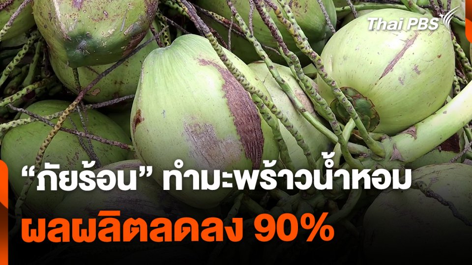 "ภัยร้อน" ทำมะพร้าวน้ำหอม ผลผลิตลดลง 90%