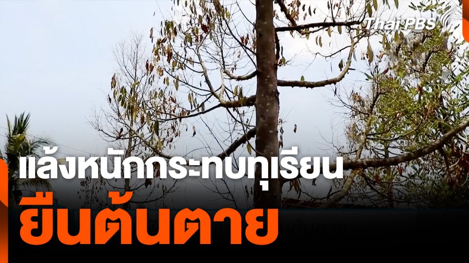 แล้งหนักกระทบทุเรียนยืนต้นตาย
