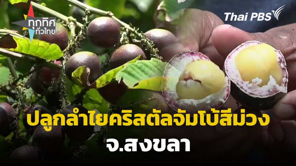 ปลูกลำไยคริสตัลจัมโบ้สีม่วง จ.สงขลา