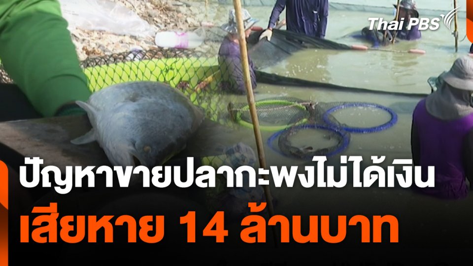 สถานีร้องเรียน : ปัญหาขายปลากะพงไม่ได้เงิน เสียหาย 14 ล้านบาท