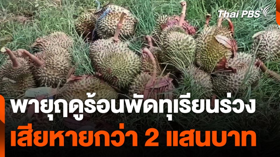 พายุฤดูร้อนพัดทุเรียนร่วง เสียหายกว่า 2 แสนบาท